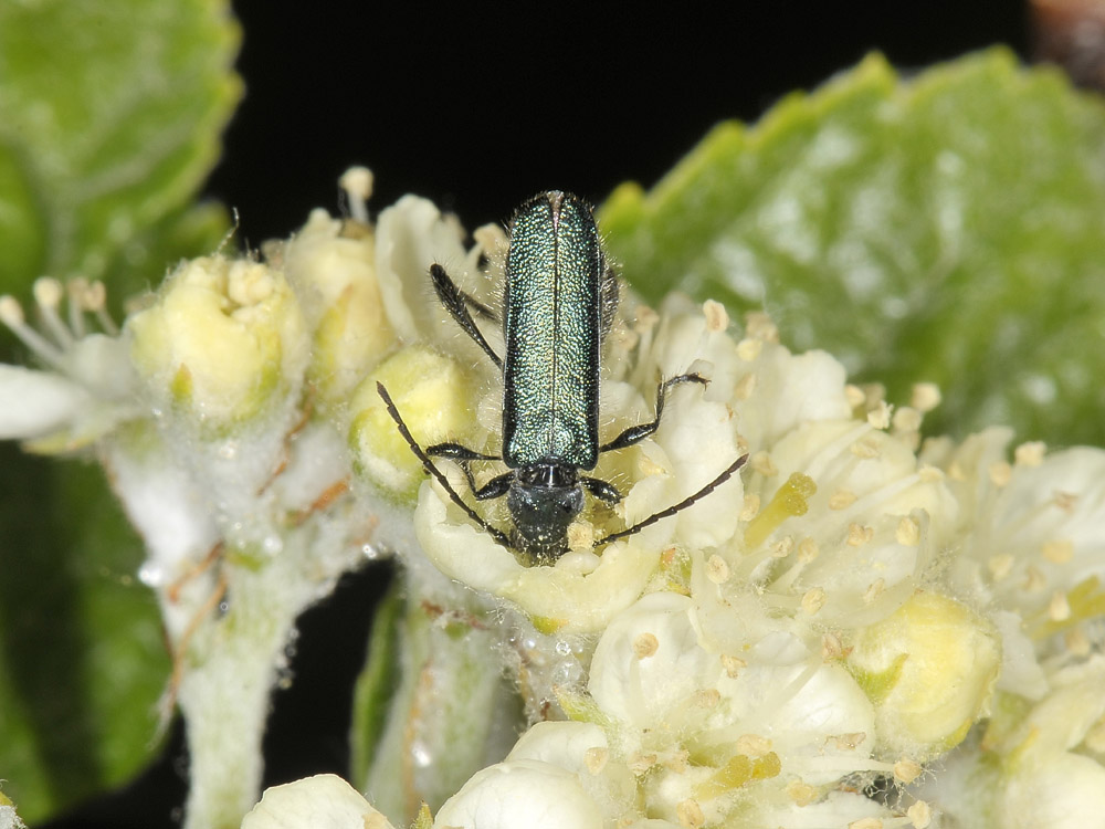 Callimus angulatus (cerambycidae)